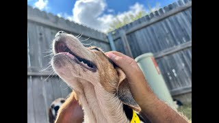 Beagle Freedom Project rescued 34 dogs and 7 cats from a testing facility in Oklahoma.