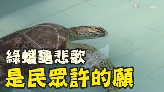 水池當許願池 泰綠蠵龜吃近千枚硬幣