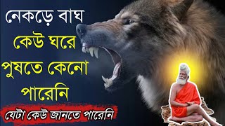 নেকড়ে বাঘকে কেউ ঘরে পুষতে পারে না ! যেটা কেউ জানতে পারেনি আজ জানো