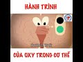 HÀNH TRÌNH CỦA OXY TRONG CƠ THỂ 🗣️