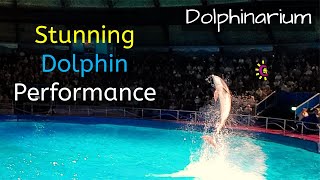 😎Dolphinarium Netherlands || Dolphin show 😮😮😮😮👌👌