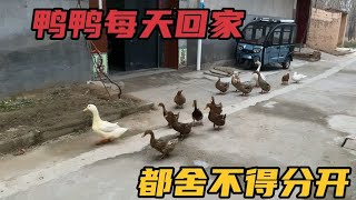 【小雷园长】太神奇了，鸭鸭每天回家都依依不舍，邻居家的目送我家到家才回去