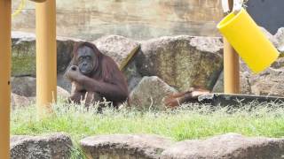 アピちゃん・オランウータン