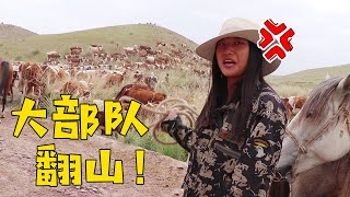 The cattle migrate 40 kilometers, and they are about to climb the largest mountain