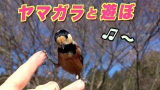 ヤマガラのヨメちゃん特訓中！こ〜んな事して遊ぼう♫