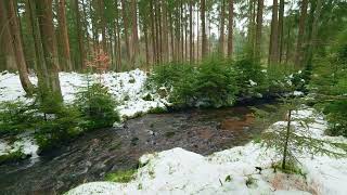 4K 📺 Soothing Forest Stream 🌲Authentic Sounds of Nature