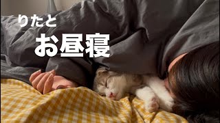 こねこと一緒に寝るとこうなります