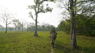 Wild Tiger Safari in Bardiya Nepal - 4K VLOG 157