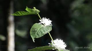 ಮಲೆನಾಡಿನ ತುಂಬೆಲ್ಲ ಕಾಫಿ ಹೂವಿನ ಘಮಲು. Coffe Flowers in Malnad #Chikkamagaluru #Coffe #Flower #Malnad