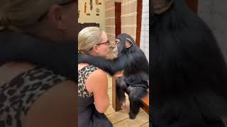 chimpanzee kissing moments #shorts #chimpanzee #cutechimpanzee #monkey