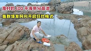 【阿向趕海】 漁村的100平海帶分苗池 投入窩料後魚群爆發 阿向開啟狂撿模式