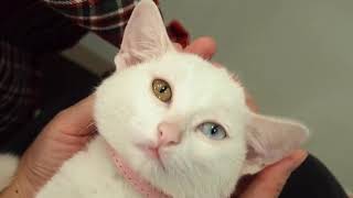 귀여운 고양이 동영상 Cat 앵두 안녕~!