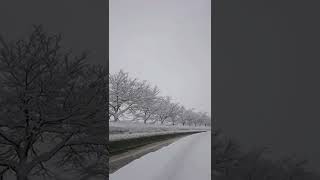 今日も雪、綺麗な並木道　南魚沼市/新潟県 #Shorts