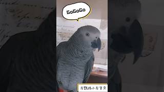 灰鸚鵡小灰寶貝說：GoGoGo狗狗狗汪汪#小灰寶貝parrot #灰鸚鵡愛說話 #灰鸚鵡愛講話 #灰鸚鵡小灰 #灰鸚鵡小灰寶貝