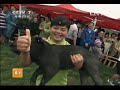 乡土 《乡土》 20130705 猪宝宝运动会