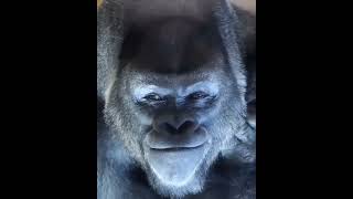 gorilla evil smiling.     #memetemplate #monkey #newtemplate