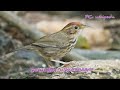 puff throated babbler பொறி மார்புச் சிலம்பன் song