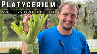 Platycerium—A Staghorn Fern Chit-Chat 🌿