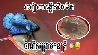 របៀបបង្កេីតចៃទឹក​ សម្រាប់កូនត្រីសុី​ 😝🐠#Acc_ABA_004 285 416