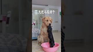 祝所有的父亲～节日快乐#dog #puppy #cute #shorts #vlog