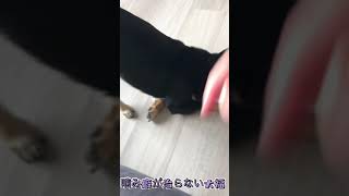 【豆柴】大福 噛み癖が治らない犬。飼い主によるスパルタ教育！