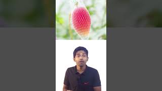 ஒரு கிலோ மாம்பழம் 11 லட்சமா | The most expensive mango in the world #shorts #facts