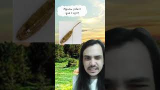 Você sabe o que é isso? Larva Rabo de Rato #animal #biologia #curiosidade