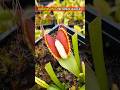 Venus Flytrap Carnivorous Plant