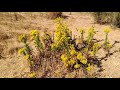 plantas tÓxicas 9 hierba de santiago senecio jacobaea