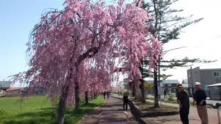 喜多方市旧日中線跡地しだれ桜