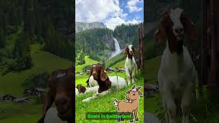 Goats in Switzerland #travel #travelvlog #switzerland #swiss #goats #nature