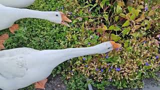 Simple village life blends harmoniously with nature. #goose #农村生活