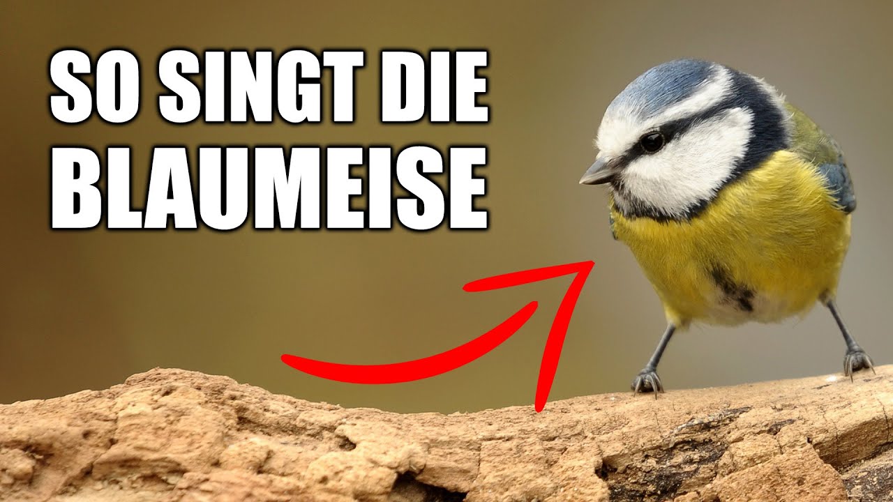 Blaumeise - Vogelstimmen Lernen - YouTube