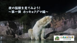 夜の猛獣たちを見てみよう！　第一弾〈ホッキョクグマ編〉