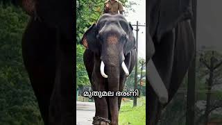 😱കുംകി ആനകൾ🤩Kumki Elephants|Final Part|RS Creations 💝