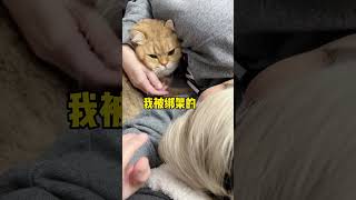 你爸喊你大名和你麻喊你大名的区别 #猫的双标日常#妈宝喵