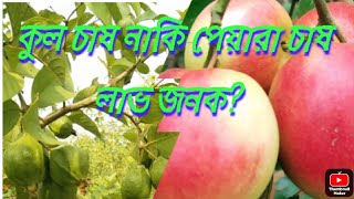 কুল চাষ  v/s পেয়ারা চাষ, বেশি লাভ কোনটি তে, জানতে সম্পূর্ণ ভিডিও দেখতেই হবে @farhanalam1510