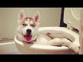 Husky doing husky things! FUNNIEST Dogs