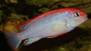 African Cichlid Species - Pseudotropheus sp. \