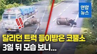 달리던 트럭 들이받고 휘청였던 코뿔소…3일 뒤 공개된 영상 / 연합뉴스 (Yonhapnews)