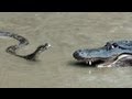 Python vs Alligator  01 -- Real Fight -- Python attacks Alligator