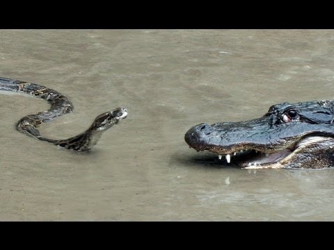 Python Vs Alligator 01 Real Fight Python Attacks Alligator Ejoy