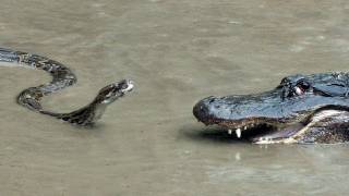 Python vs Alligator  01 -- Real Fight -- Python attacks Alligator