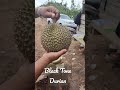 Forest Rangers# Black Thorn Durian. No 1 Durian in Malaysia