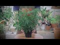 How to Grow & Care for Schefflera Umbrella Plant