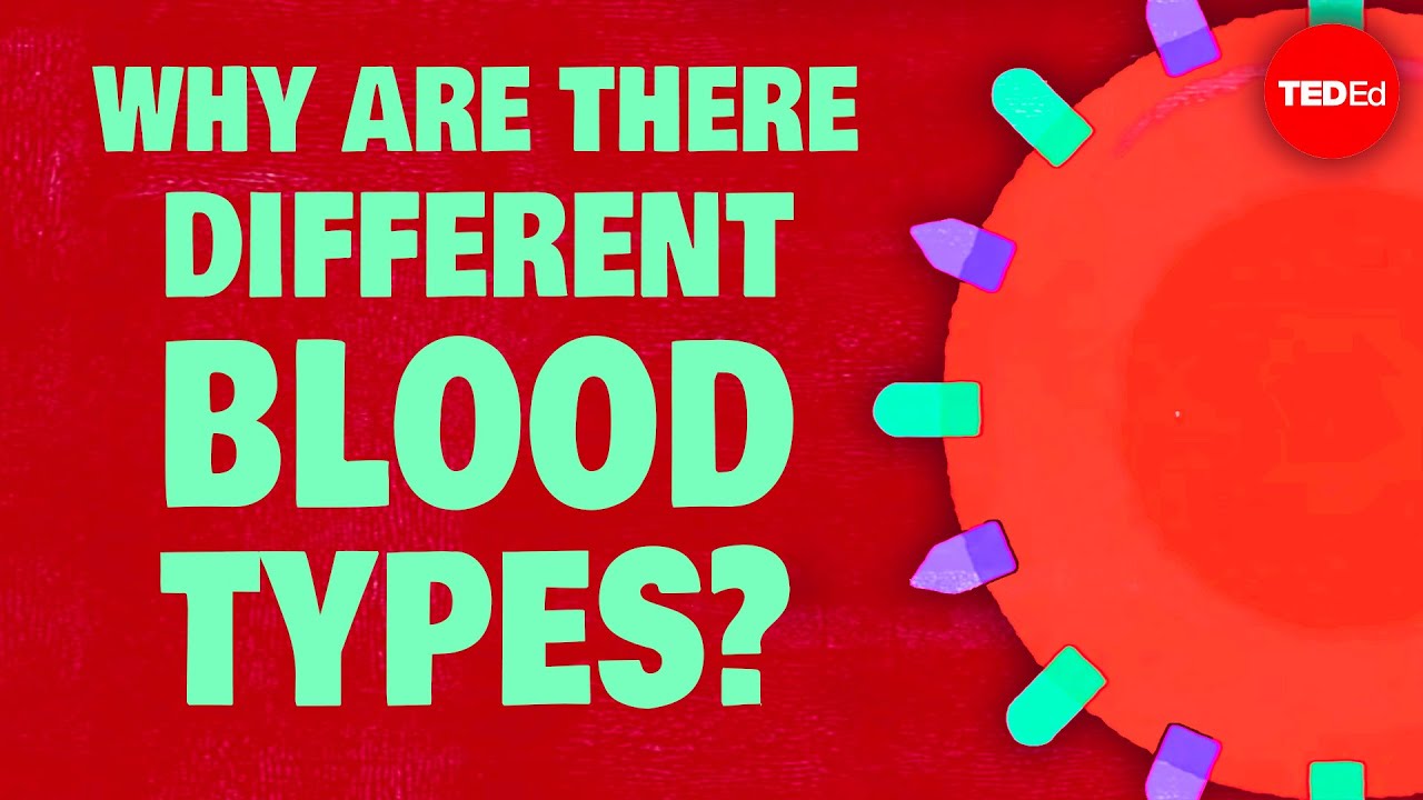 Why Do Blood Types Matter One Young India Why Do Blood Types Matter One Young India