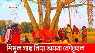 শিমুল গাছ নিয়ে অযথা কৌতূহল | DBC NEWS Special