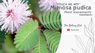 Mimosa pudica (Touch Me Not) - Plant Movements - Thigmonasty