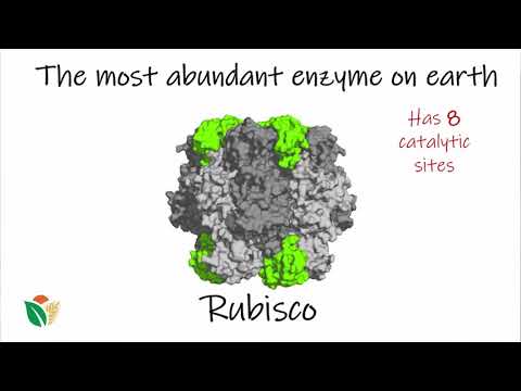 Why is RuBisCO so important?