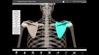 Clavicle and scapula in Human Anatomy Atlas